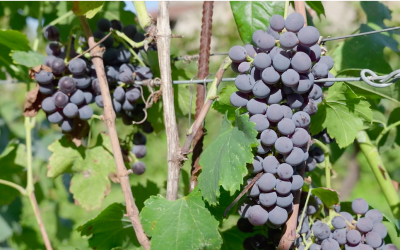Il vino di Ca’ Zenobia