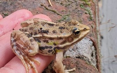 New Inhabitants of the Garden