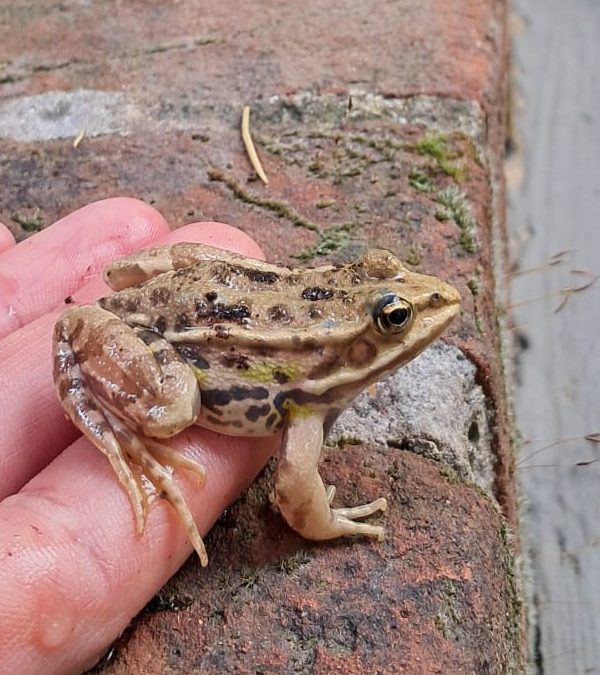 New Inhabitants of the Garden